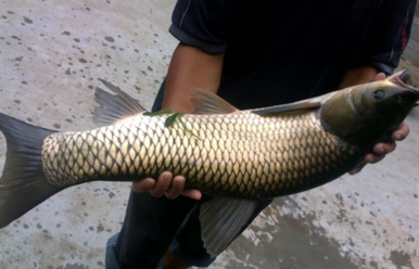 野生草魚多少錢一斤？野生草魚價格