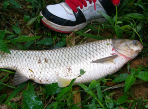 野生草魚多少錢一斤？野生草魚價格
