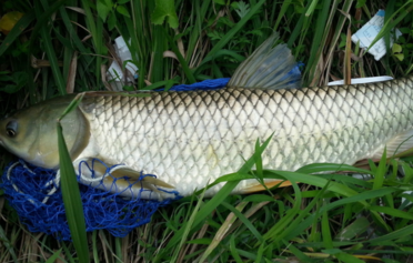 野生草魚多少錢一斤？野生草魚價格