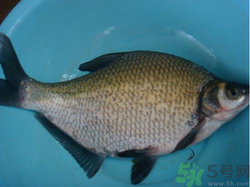 鳊魚(yú)多少錢(qián)一斤？野生鳊魚(yú)多少錢(qián)一斤？