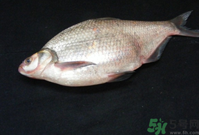 鳊魚(yú)多少錢(qián)一斤？野生鳊魚(yú)多少錢(qián)一斤？