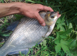 鳊魚(yú)多少錢(qián)一斤？野生鳊魚(yú)多少錢(qián)一斤？