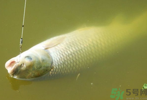 秋天夜釣草魚(yú)怎么釣？秋天夜釣草魚(yú)技巧