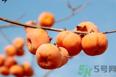柿子為什么懶了就不澀口？懶柿子的功效與作用