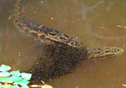 十月份黑魚(yú)好釣嗎？十月份怎么釣黑魚(yú)？