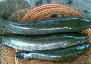 秋季釣黑魚用什么魚餌？秋天釣黑魚用什么餌？