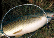秋天夜釣草魚怎么釣？秋天夜釣草魚技巧