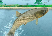 十月份釣青魚好釣嗎？釣青魚什么時間最好？