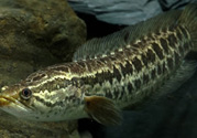 秋天可以釣黑魚(yú)嗎？秋天黑魚(yú)在什么地方？