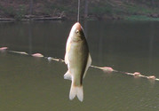 陰天怎么釣魚？陰天釣魚技巧