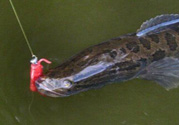 10月份還能釣黑魚(yú)嗎？幾月份釣黑魚(yú)最好？