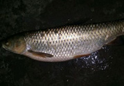 秋天夜釣草魚用什么餌料？秋季夜釣草魚餌料配方
