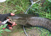 秋天怎么釣黑魚(yú)？秋天釣黑魚(yú)技巧