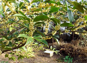 新鮮桂花怎么處理？新鮮桂花怎么保存？