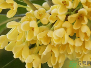 新鮮桂花怎么處理？新鮮桂花怎么保存？