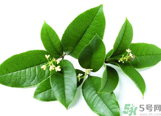 新鮮桂花怎么處理？新鮮桂花怎么保存？