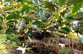 新鮮桂花能吃嗎？新鮮桂花怎么吃？