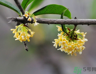 新鮮桂花可以做什么好吃的？新鮮桂花的做法大全