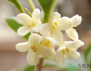 新鮮桂花可以做什么好吃的？新鮮桂花的做法大全