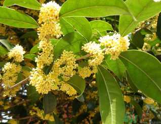 新鮮桂花可以做什么好吃的？新鮮桂花的做法大全