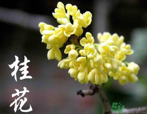 剛摘的桂花怎么處理？桂花摘下來怎么處理？