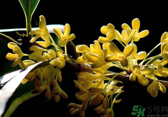剛摘的桂花怎么處理？桂花摘下來怎么處理？