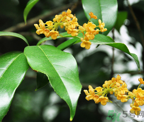 剛摘的桂花怎么清洗？新鮮桂花怎么清洗？