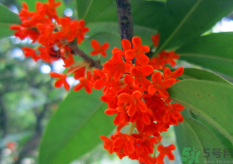 剛摘的桂花怎么清洗？新鮮桂花怎么清洗？