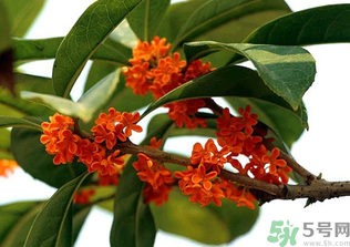 桂花怎么保存？桂花怎么保存香味？