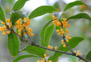 桂花怎么保存？桂花怎么保存香味？