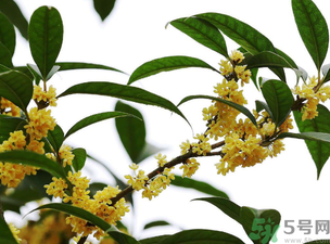 桂花怎么保存？桂花怎么保存香味？