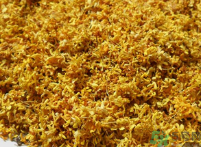  桂花多少錢一斤？桂花多少錢一兩？