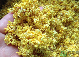 新鮮桂花怎么吃？新鮮桂花的食用方法