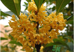 新鮮桂花怎么吃？新鮮桂花的食用方法