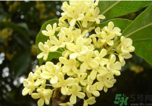 新鮮桂花怎么吃？新鮮桂花的食用方法