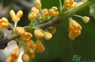 剛摘的桂花能吃嗎？剛摘的桂花可以吃嗎？