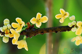 剛摘的桂花能吃嗎？剛摘的桂花可以吃嗎？