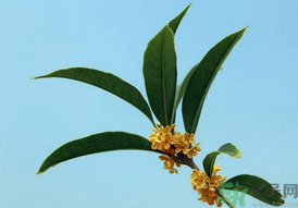 桂花可以做什么？新鮮桂花可以做什么？