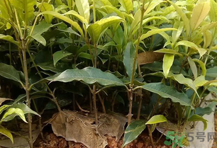 桂花可以做什么？新鮮桂花可以做什么？