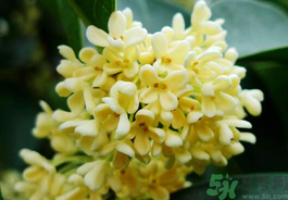 剛摘的桂花有蟲怎么辦？干桂花長蟲怎么辦？
