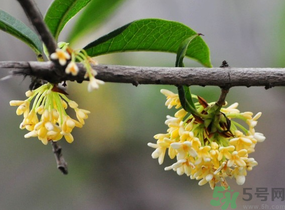 剛摘的桂花有蟲怎么辦？干桂花長蟲怎么辦？