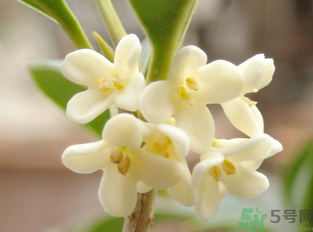新鮮桂花怎么做干桂花？剛摘的桂花怎么處理成干桂花？