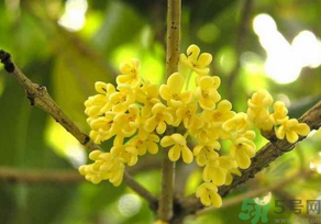 桂花怎么曬干？桂花曬好后可以做什么？