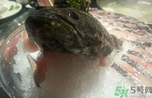 黑魚死了還能吃嗎？死黑魚能吃嗎？