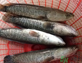 黑魚死了還能吃嗎？死黑魚能吃嗎？