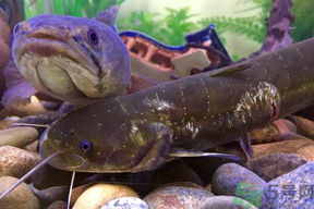 黑魚死了還能吃嗎？死黑魚能吃嗎？