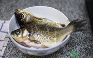 鯽魚死了還能吃嗎？死鯽魚能吃嗎？