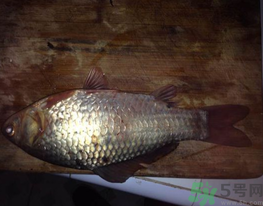 鯽魚死了還能吃嗎？死鯽魚能吃嗎？