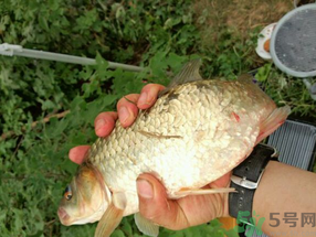 鯽魚(yú)死了多久不能吃？剛死的鯽魚(yú)能吃嗎？