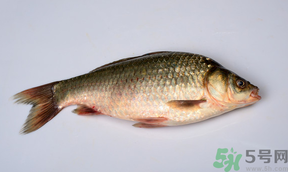 鯽魚(yú)死了多久不能吃？剛死的鯽魚(yú)能吃嗎？
